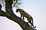 TANZANIA - Serengeti National Park - Leopardo - 17